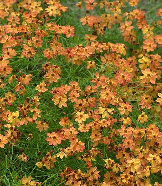 Coreopsis ‘Mango Punch’